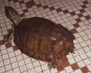 马来果龟的饲养要点