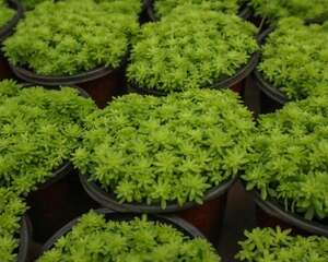 黄金万年草的四季养护方法