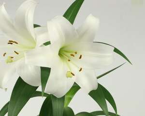 如何在家种植百合花