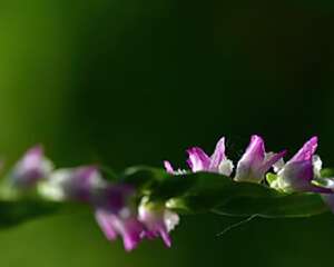 绶草