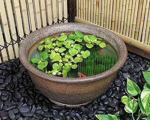 要用哪种容器来养水生植物比较合适？