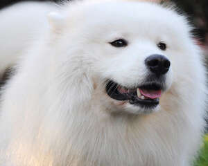 犬冠状病毒的病因及症状