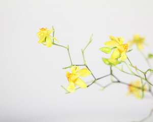 文心兰一年开几次花，花期过后怎么处理