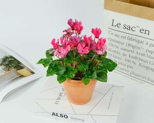 仙客来怎么授粉