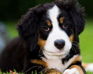 犬慢性肾衰竭的诊断与治疗