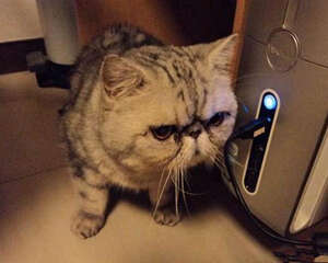 如何让猫咪喜欢猫抓板