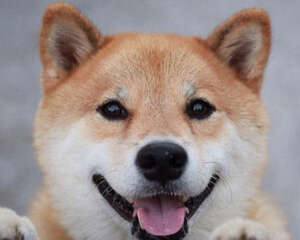 柴犬厌食该怎么办