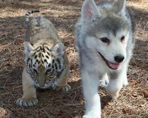 预防夏天狗狗生虱子