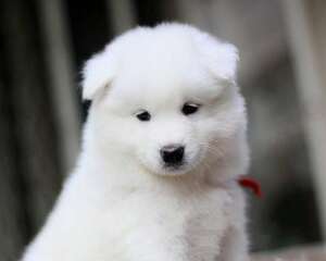 狗狗剃毛后的情绪反应