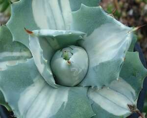 王妃雷神白中斑图片