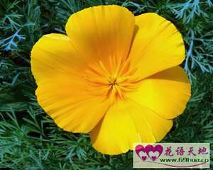 花菱草的花语：答应我 不要拒绝我