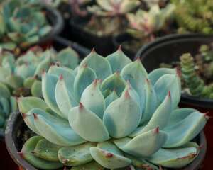 多肉，化破盆为神奇！