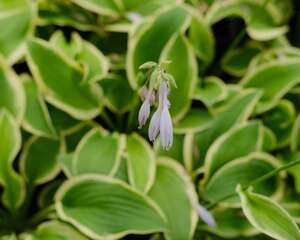 玉簪花可以放室内养吗