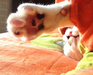 让猫咪爱上猫抓板