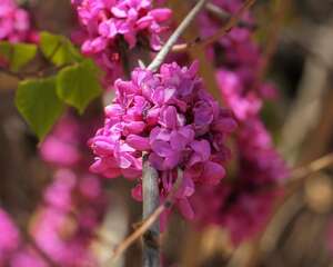 紫荆花盆栽注意什么，需要修剪吗