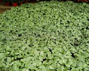 网纹草的养殖方法和注意事项