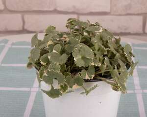 薄荷怎么种，薄荷种植方法