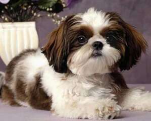 西施犬智商高吗？西施犬智商排名