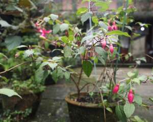 倒挂金钟怎么换盆