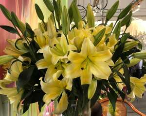 百合花放在卧室好吗