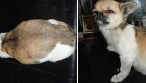 为什么家养宠物犬要吃犬粮