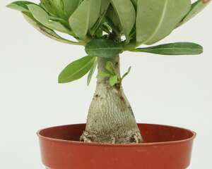 沙漠玫瑰能放卧室吗