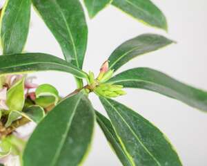 金边瑞香花苞变黑脱落，还能救活吗