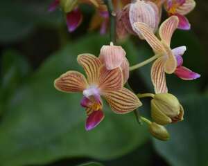 蝴蝶兰怎么复花