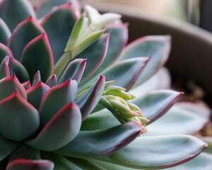 多肉植物之星座系列图片及介绍
