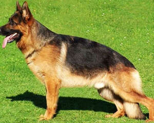 德国牧羊犬与狼狗的区别