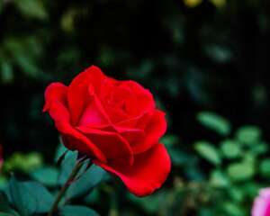 月季叶子发黄怎么办