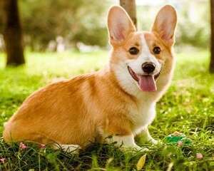 一只柯基幼犬多少钱？怎样才能买到心仪的柯基犬？