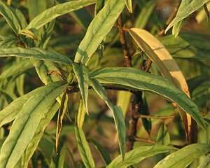 柳叶杜茎山图片