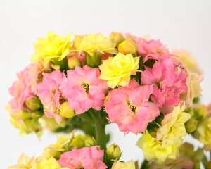 长寿花浇多少水