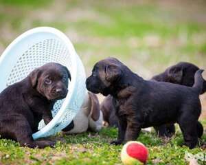 十种最受欢迎的宠物犬