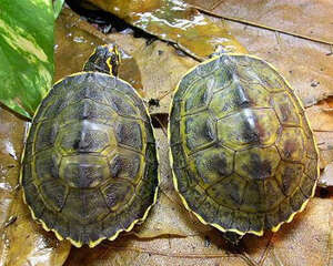 如何治疗宠物龟中暑