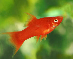 饲养金鱼需观察的日常