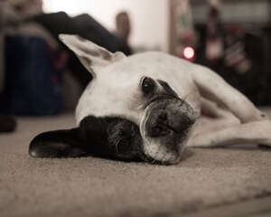 狗狗吃了不该吃的东西怎么办