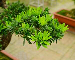 罗汉松种在家里禁忌