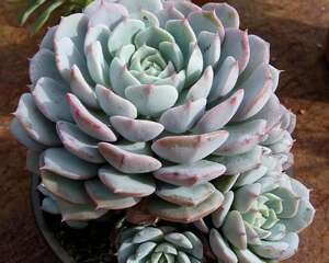 新花乙女【Echeveria ‘Dondo’】