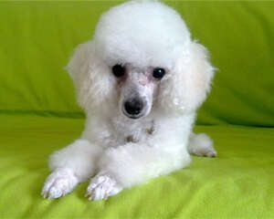 狗狗的花鼻子是怎么回事