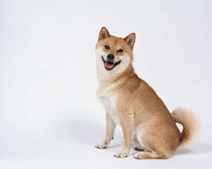 为狗狗检查的基本方法