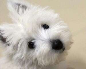 西高地白梗犬错误的喂养方式，你中了几个？