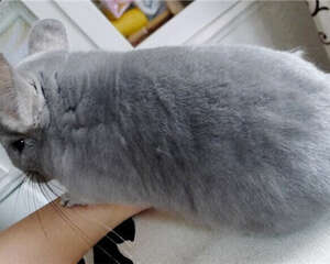冬天如何饲养龙猫？需要注意什么？