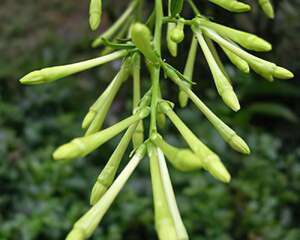 驱蚊虫7大植物高手(图)