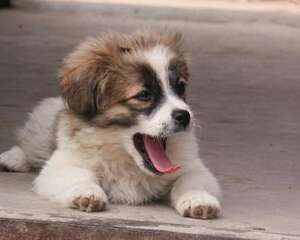 犬猫常见的体内寄生虫介绍
