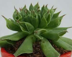 多肉植物百惠