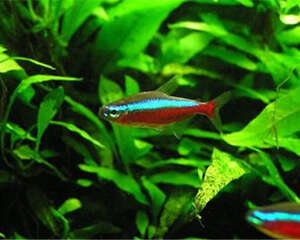 水族箱泥底快速开缸的方法