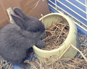 宠物兔喜欢吃什么食物