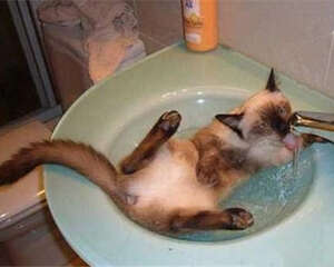 猫咪喝洗澡水怎么办？